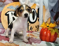 Gladiator, a male Rat Terrier for sale in Miami, FL – 3 of 8