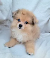 Cream soda , a female Pomeranian for sale in Miami, FL – 4 of 6