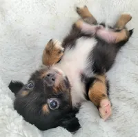 Long-haired Bullseye , a male Chihuahua for sale in Miami, FL – 2 of 8