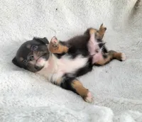 Long-haired Bullseye , a male Chihuahua for sale in Miami, FL – 6 of 8