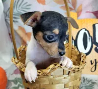 Victoria, a female Rat Terrier for sale in Miami, FL – 3 of 5