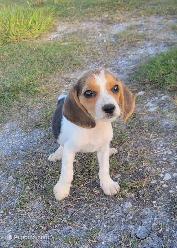 Pete – Beagle puppy for sale in Fort Myers, FL