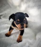 Gus, a male Chiweenie for sale in Miami, FL – 2 of 4