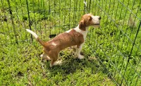 Oakley, a male Yorkshire Terrier and Miniature Dachshund for sale in Miami, FL – 2 of 8