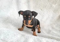 Meetu , a male Miniature Pinscher for sale in Miami, FL – 5 of 7