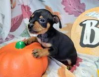 Rose, a female Miniature Pinscher for sale in Miami, FL – 4 of 5