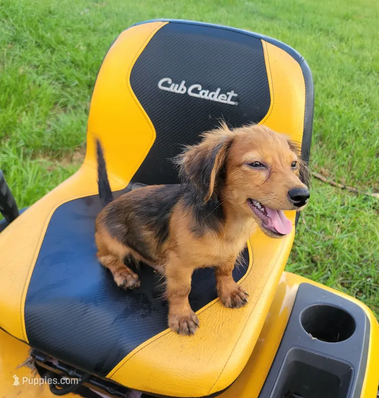 Alex – Yorkshire Terrier, Miniature Dachshund puppy for sale in Miami, FL