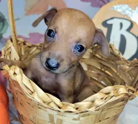 Jason, a male Miniature Pinscher for sale in Miami, FL – 8 of 8