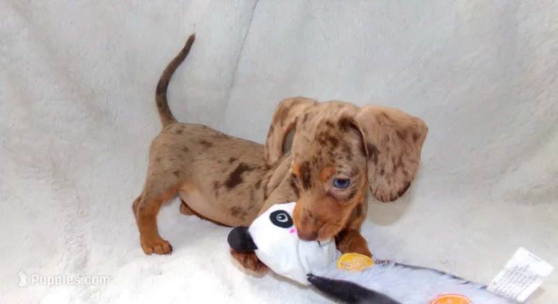 Coffee  – Miniature Dachshund puppy for sale in Miami, FL