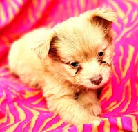 Gerald , a male Pomeranian and Malchi for sale in Miami, FL – Photo 1 of 2