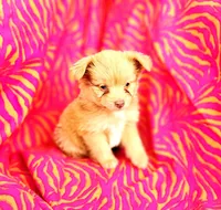 Gerald , a male Pomeranian and Malchi for sale in Miami, FL – Photo 2 of 2