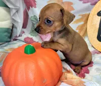 Lily, a female Miniature Pinscher for sale in Miami, FL – 5 of 8