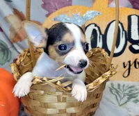 Gloria, a female Rat Terrier for sale in Miami, FL – 5 of 7