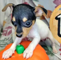 Victoria, a female Rat Terrier for sale in Miami, FL – 2 of 5