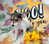 Gladys, a female Rat Terrier for sale in Miami, FL – 3 of 7
