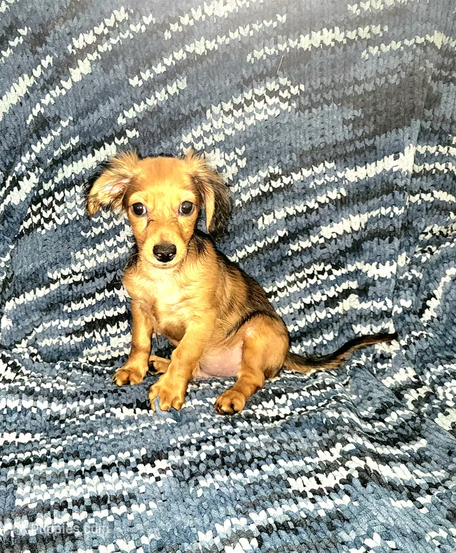 Alex – Yorkshire Terrier, Miniature Dachshund puppy for sale in Miami, FL