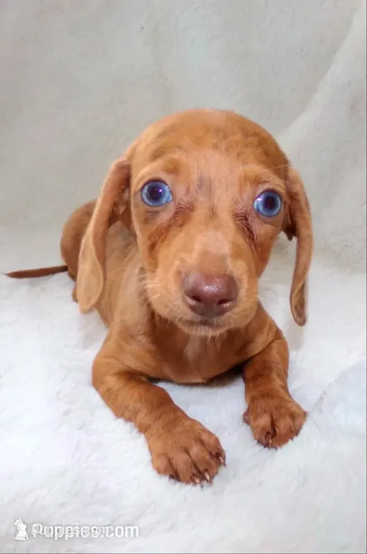 Señorita  – Miniature Dachshund puppy for sale in Miami, FL