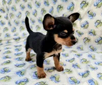 Gus, a male Chiweenie for sale in Fort Myers, FL – 4 of 8