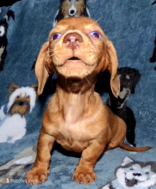 Señorita  – Miniature Dachshund puppy for sale in Miami, FL