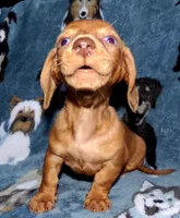 Señorita , a female Miniature Dachshund for sale in Miami, FL – 2 of 10