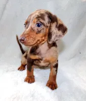 Cafecito , a female Miniature Dachshund for sale in Miami, FL – 4 of 4
