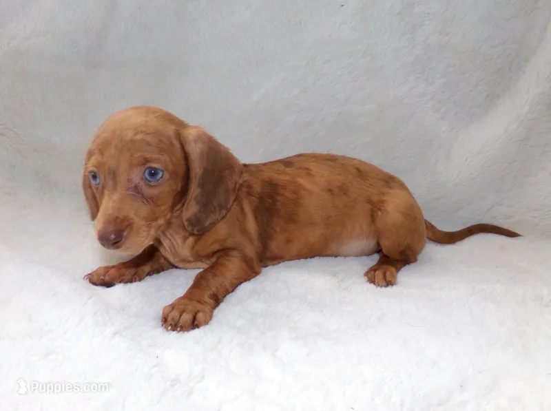 Señorita  – Miniature Dachshund puppy for sale in Miami, FL