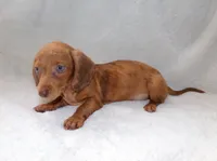 Señorita , a female Miniature Dachshund for sale in Miami, FL – 1 of 10