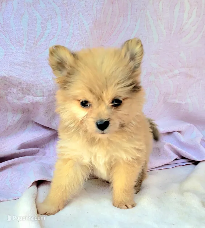 Scootaloo – Pomeranian, Malchi puppy for sale in Miami, FL