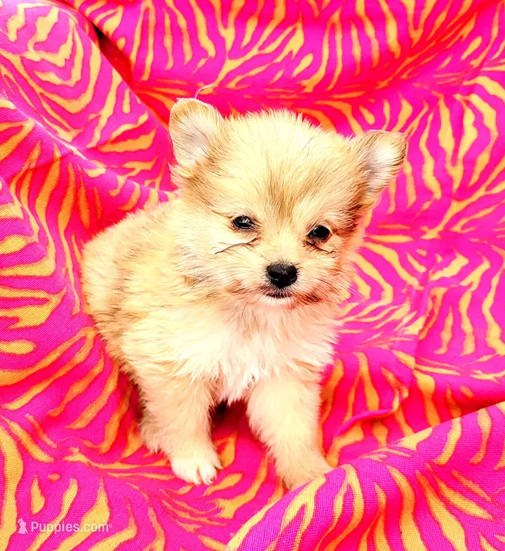 Scootaloo – Pomeranian, Malchi puppy for sale in Miami, FL