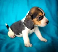 Thor, a male Beagle for sale in Miami, FL – 9 of 10