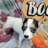 Gloria, a female Rat Terrier for sale in Miami, FL – 4 of 7