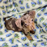 Wabbles, a female Miniature Dachshund for sale in Miami, FL – 8 of 10