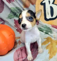 Gloria, a female Rat Terrier for sale in Miami, FL – 6 of 7