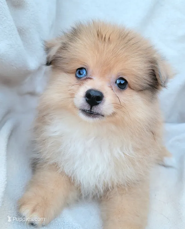 Cream soda  – Pomeranian puppy for sale in Miami, FL