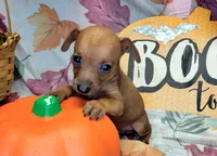 Jason, a male Miniature Pinscher for sale in Miami, FL – 3 of 8