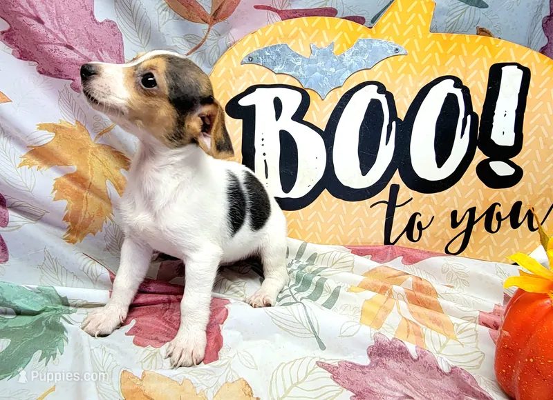 Gladiator – Rat Terrier puppy for sale in Miami, FL