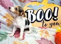 Gladiator, a male Rat Terrier for sale in Miami, FL – 1 of 8