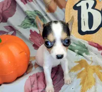 Gloria, a female Rat Terrier for sale in Miami, FL – 3 of 7