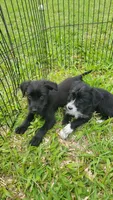 Benny, a male Labrador Retriever and Miniature Goldendoodle for sale in Miami, FL – Photo 4 of 5