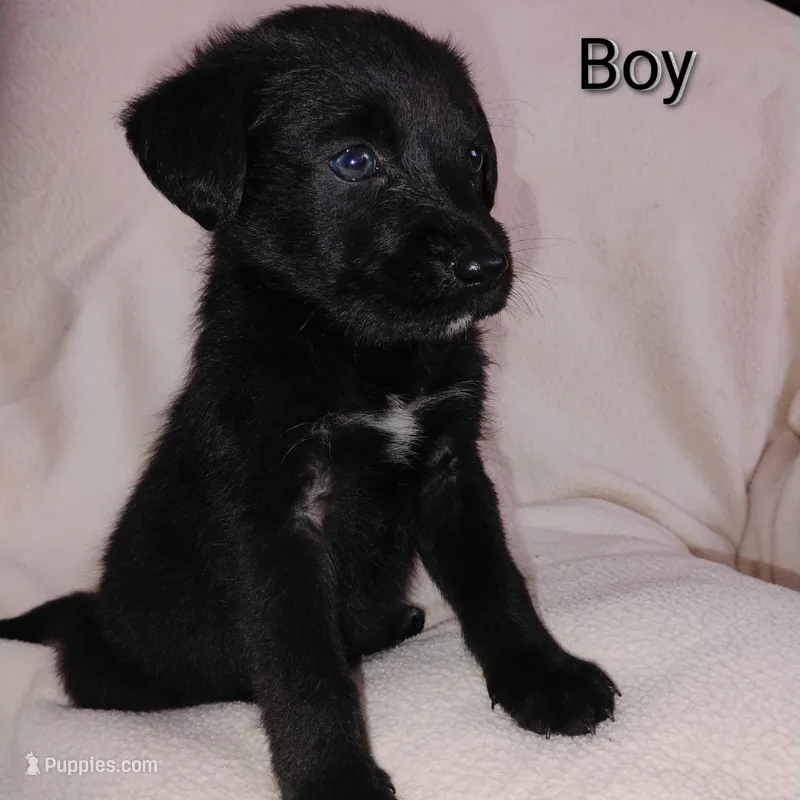 Benny – Labrador Retriever, Miniature Goldendoodle puppy for sale in Miami, FL