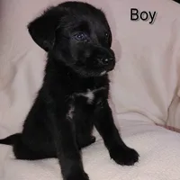 Benny, a male Labrador Retriever and Miniature Goldendoodle for sale in Miami, FL – Photo 2 of 5