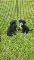 Benny, a male Labrador Retriever and Miniature Goldendoodle for sale in Miami, FL – Photo 3 of 5