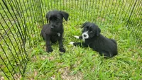 Benny, a male Labrador Retriever and Miniature Goldendoodle for sale in Miami, FL – Photo 5 of 5