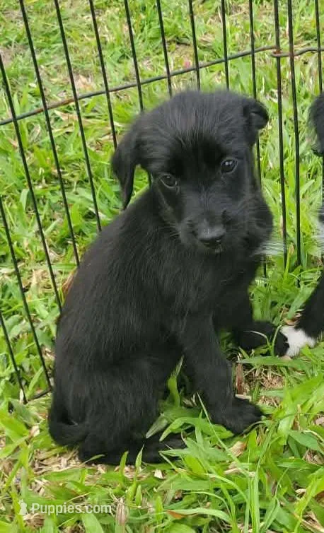 Benny – Labrador Retriever, Miniature Goldendoodle puppy for sale in Miami, FL