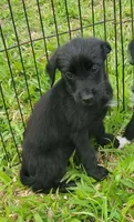 Benny, a male Labrador Retriever and Miniature Goldendoodle for sale in Miami, FL – Photo 1 of 5