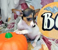Gladys, a female Rat Terrier for sale in Miami, FL – 4 of 7