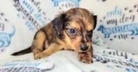 Alex, a male Yorkshire Terrier and Miniature Dachshund for sale in Miami, FL – 2 of 2