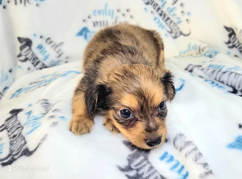 Alex, a male Yorkshire Terrier and Miniature Dachshund for sale in Miami, FL – 1 of 2