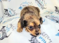Alex, a male Yorkshire Terrier and Miniature Dachshund for sale in Miami, FL – 1 of 2