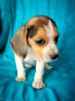 Pete, a male Beagle for sale in Miami, FL – 4 of 10
